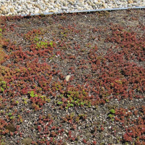 General Asphalte Green Roofs